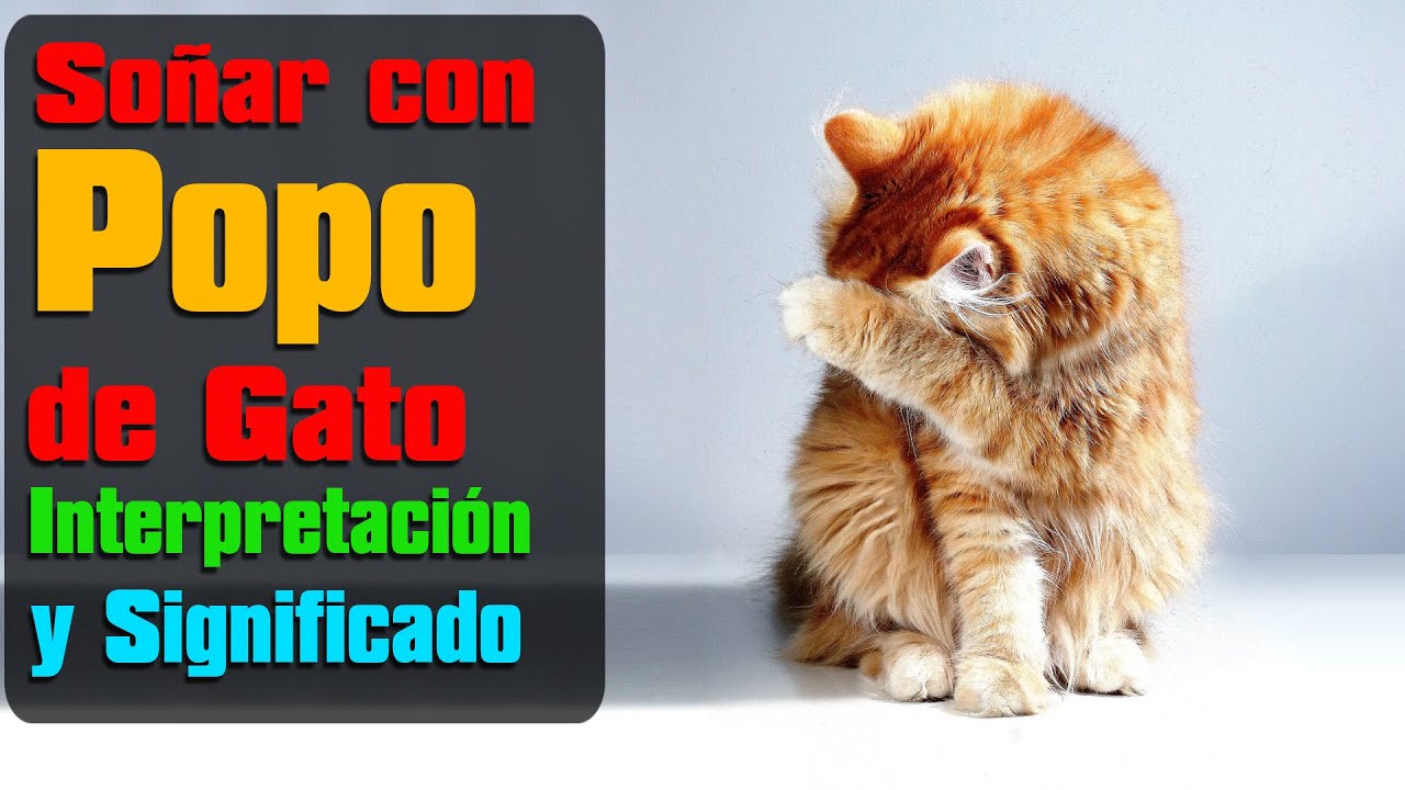 caca de gato que significado tiene este sueno