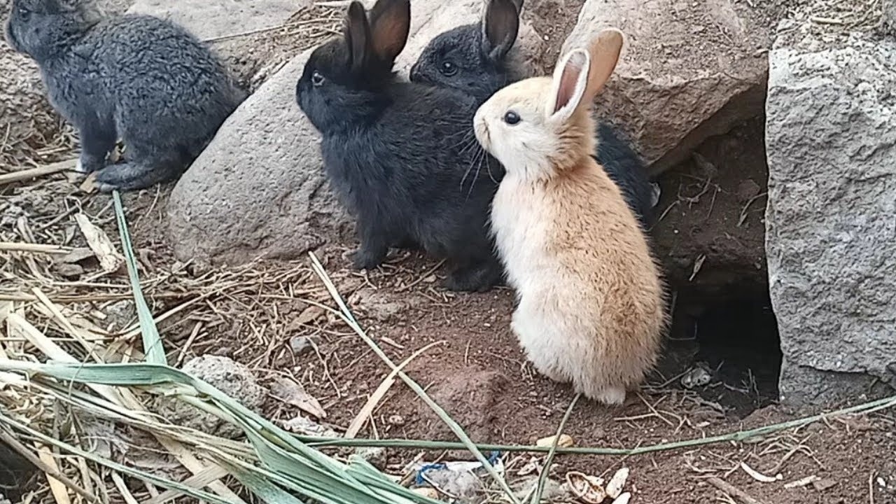 conejos bebes una dulce vision de la inocencia