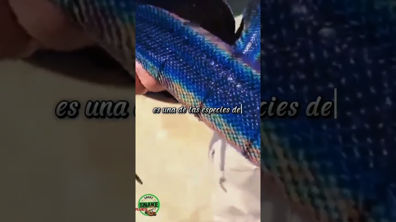 culebras de colores una experiencia surrealista y enigmatica