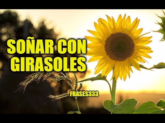 girasoles un sueno lleno de luz y alegria