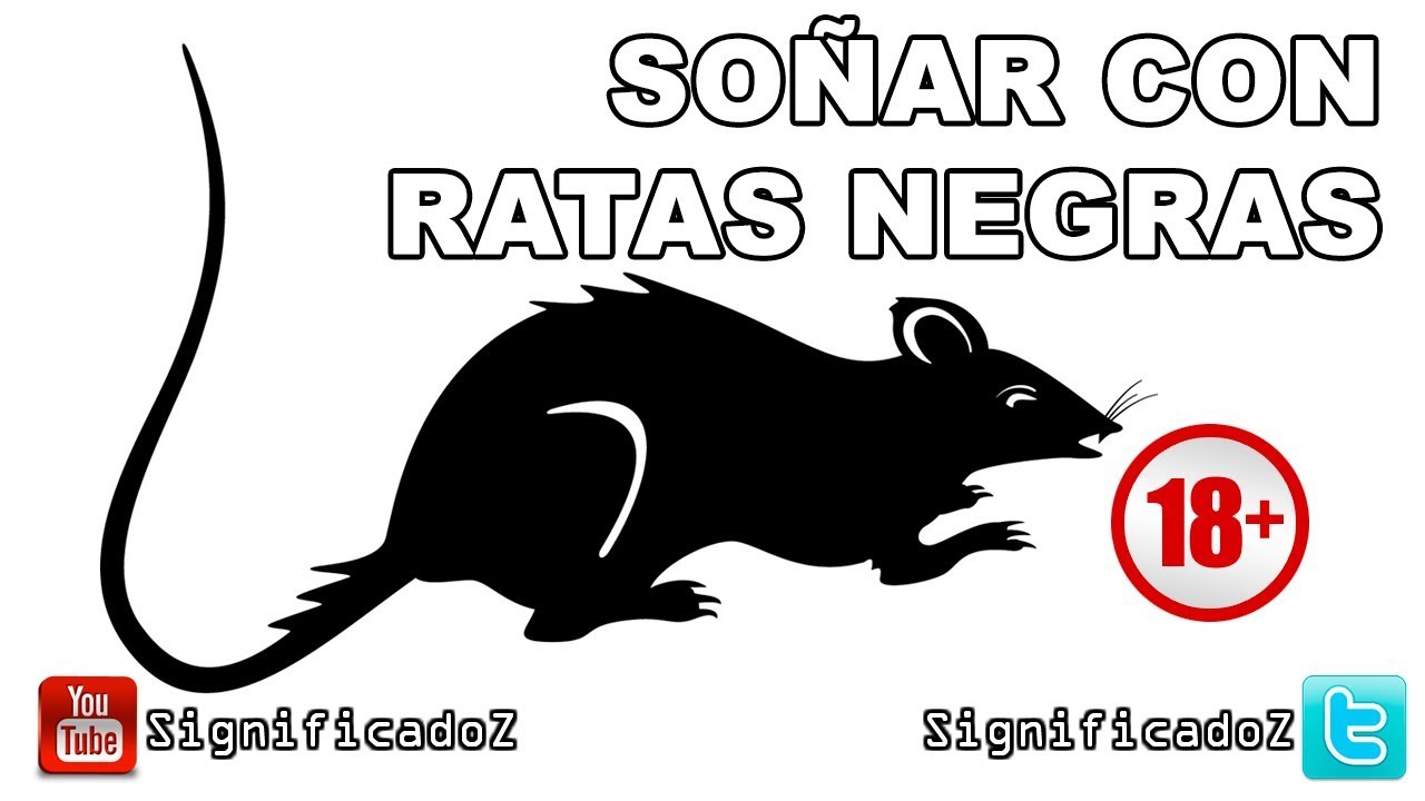 ratas negras que significado tienen en tus suenos