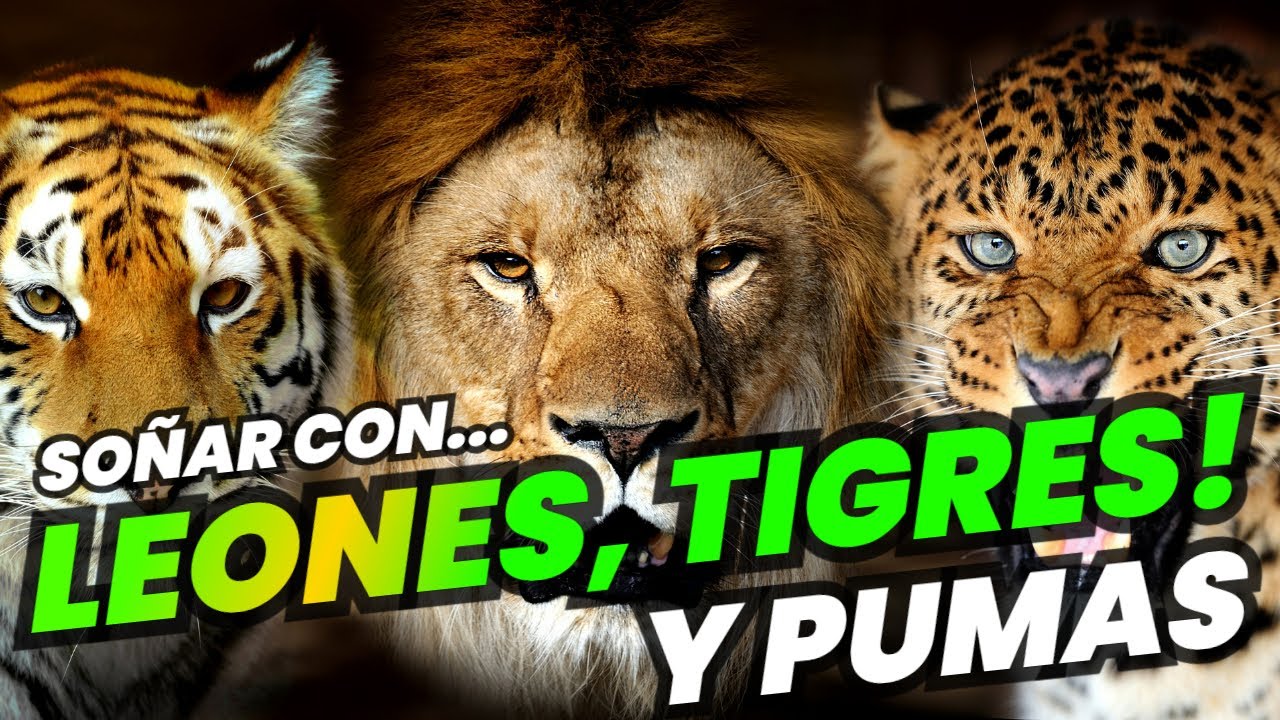 tigres y leones una aventura salvaje en tus suenos