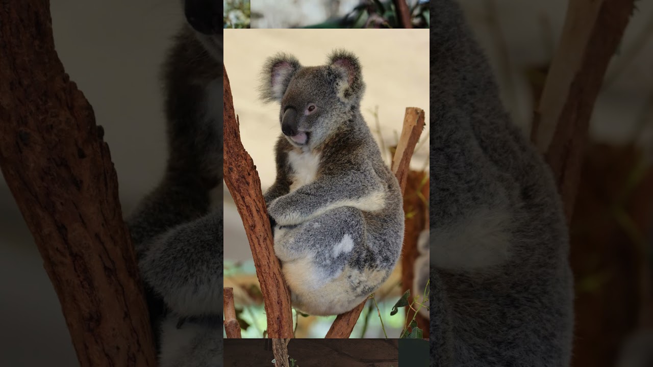 un ataque de koalas que significa este extrano sueno