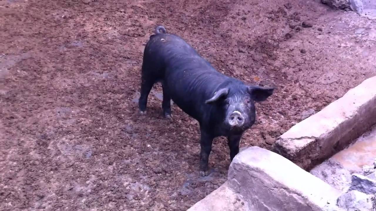 un chancho negro