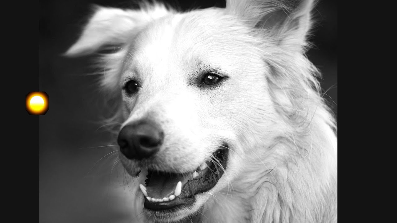 un perro blanco que significa este sueno