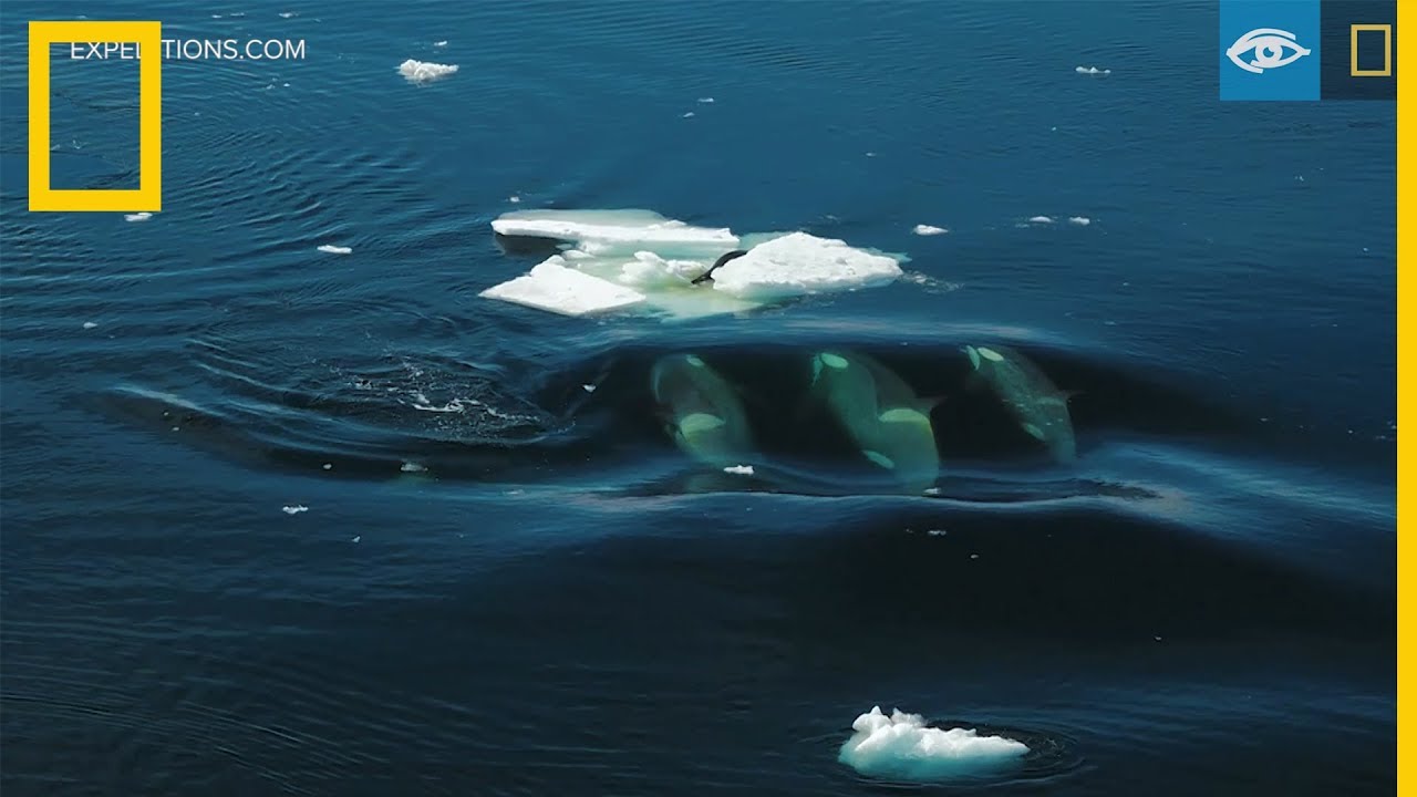 una foca en el oceano