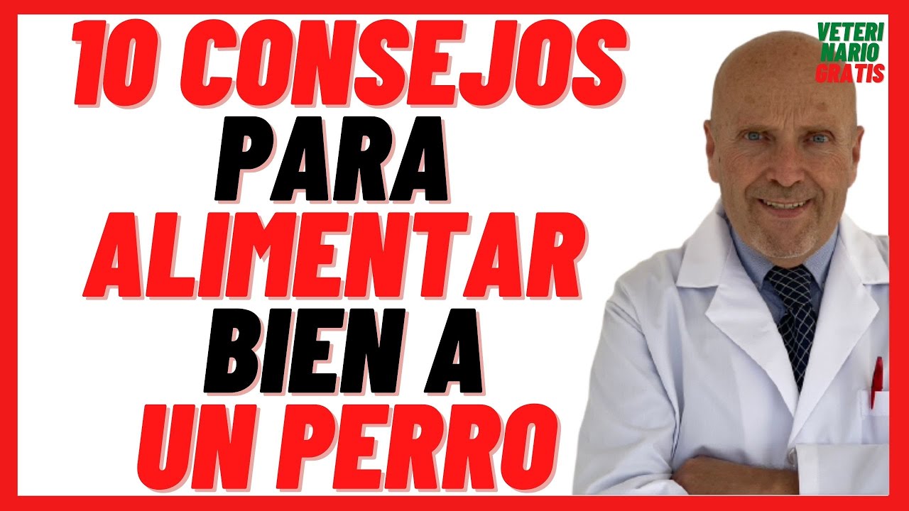 alimentar a un perro