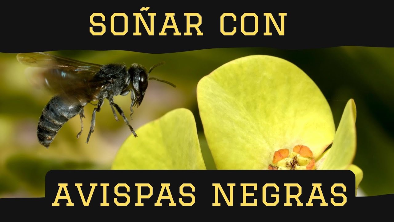 avispas negras que significa este sueno y cual es su interpretacion