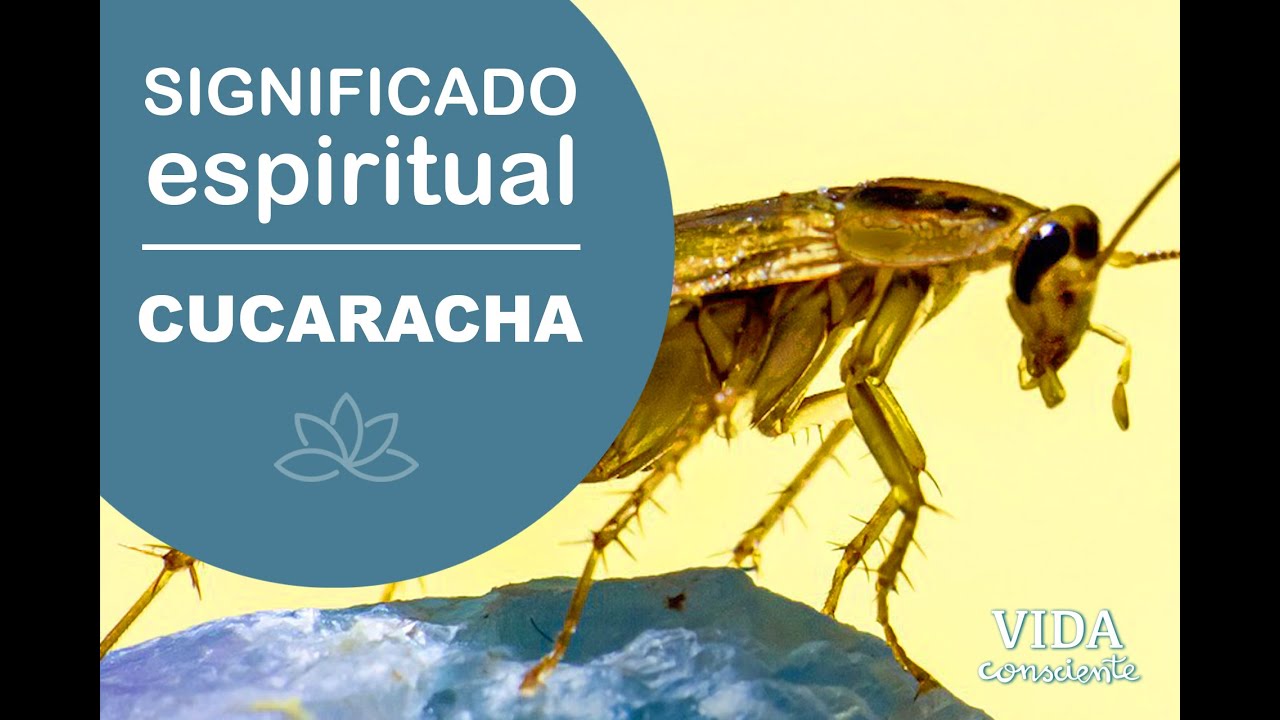 cucarachas segun la biblia significado e interpretacion