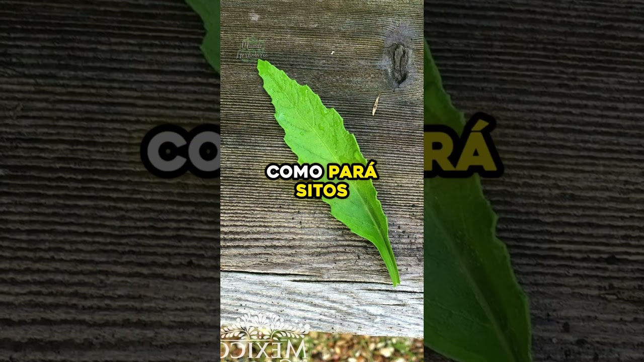 el aroma del epazote