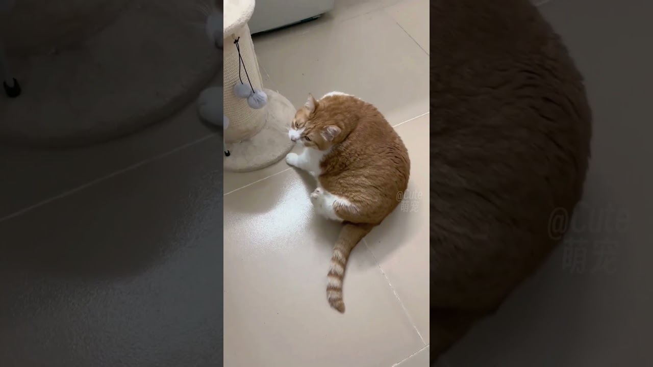 gatos pequenos una experiencia llena de ternura y misterio