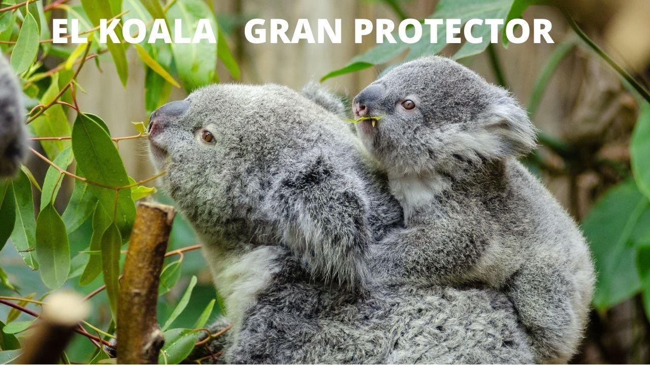 koalas la conexion con la naturaleza y la tranquilidad