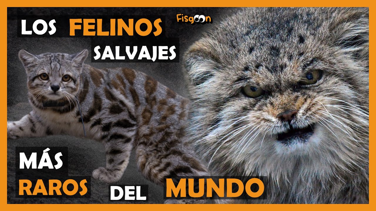 la mansedumbre de los felinos salvajes