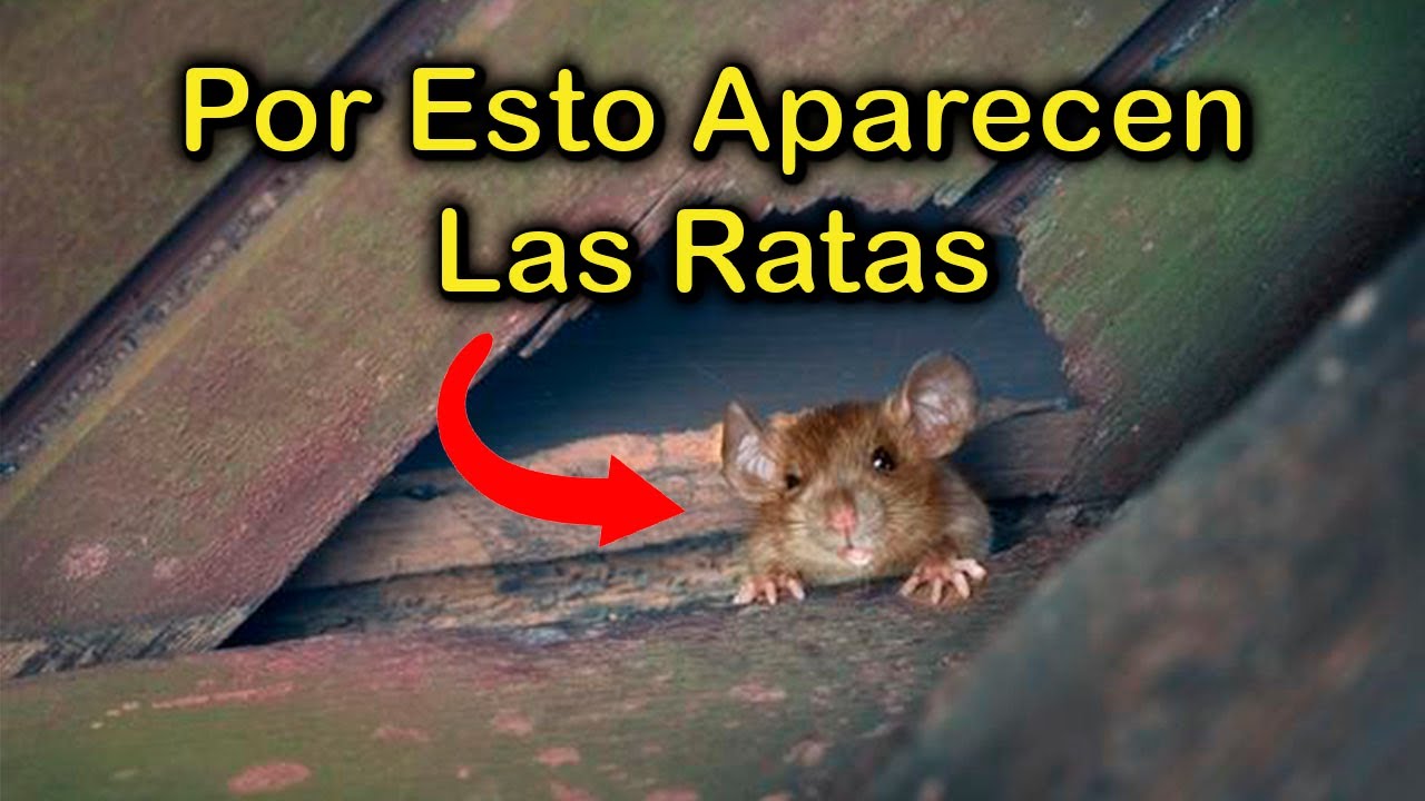 la presencia de ratas sin poder verlas