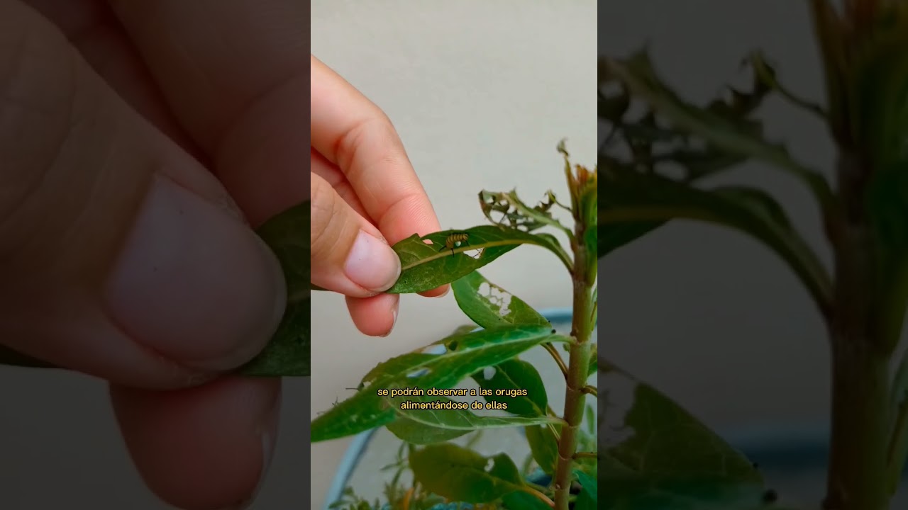 mariposas de colores en un jardin magico