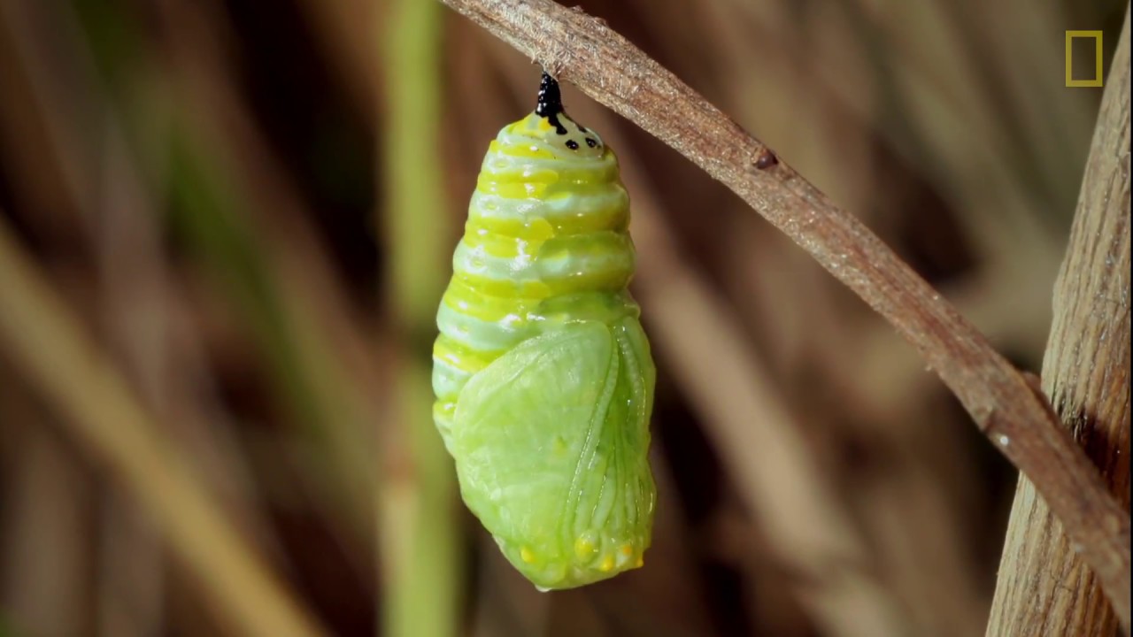 mariposas un vuelo de libertad y transformacion