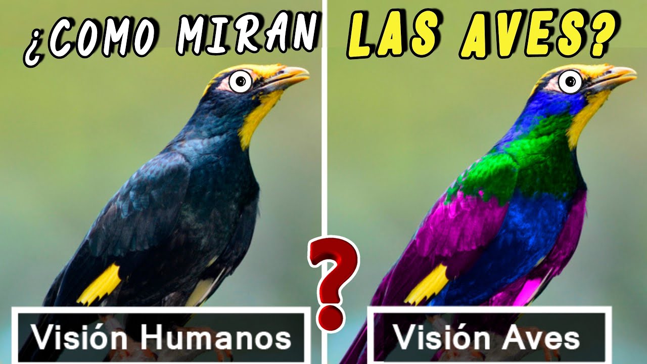 pajaros de colores una experiencia surrealista y llena de magia
