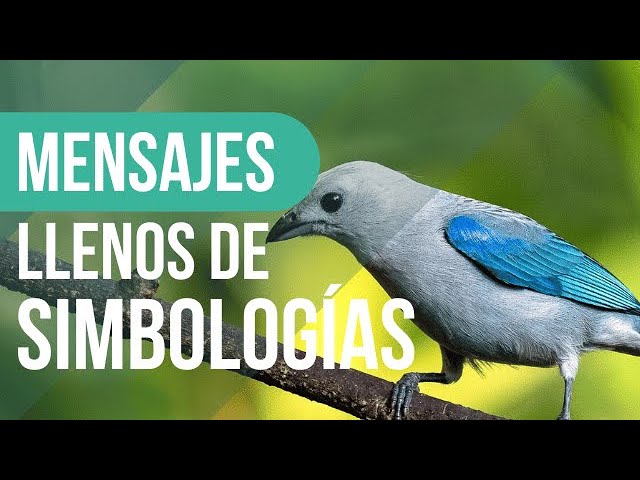 pajaros dentro de casa que significa este sueno y cual es su interpretacion