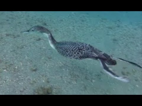 patos bajo el agua una experiencia surrealista