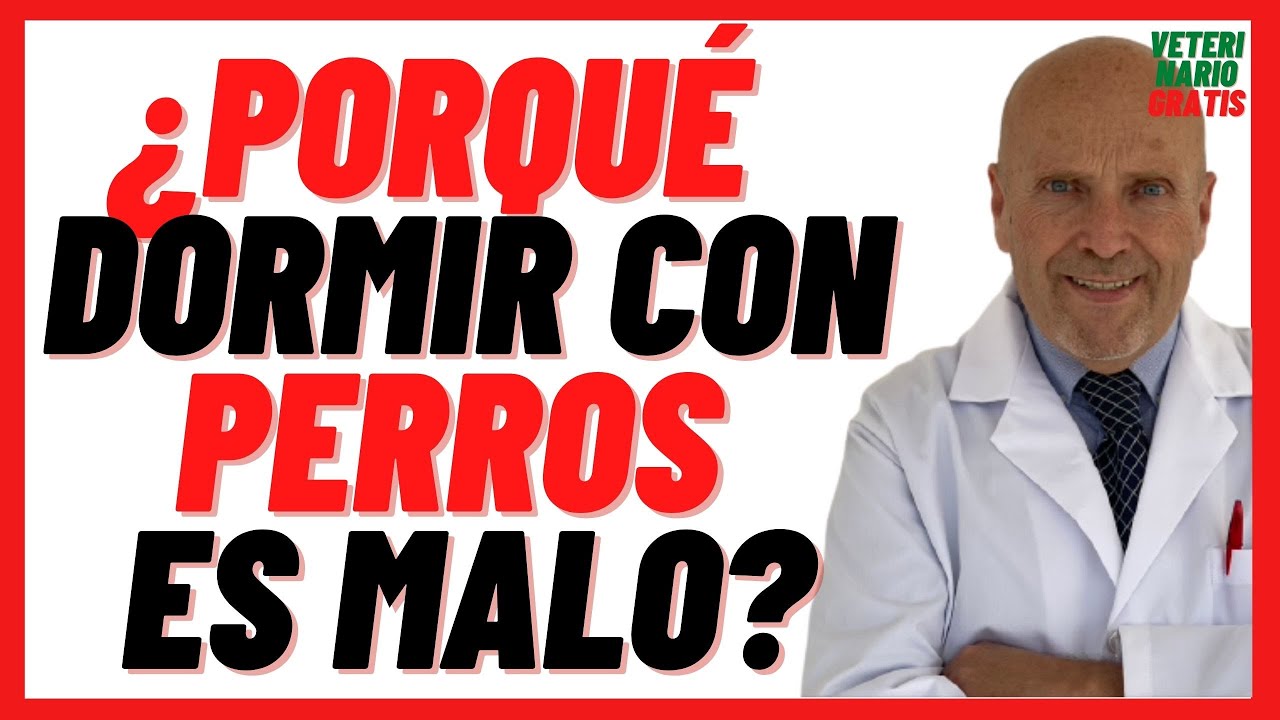 perros que pasa si tienes este tipo de sueno