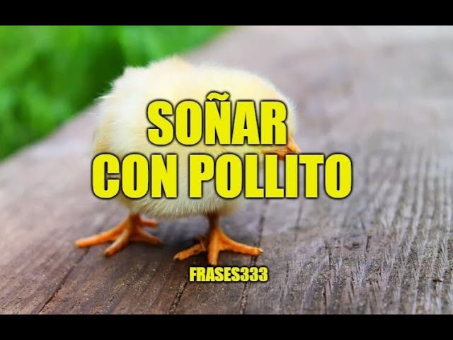 pollitos que significa este sueno 2