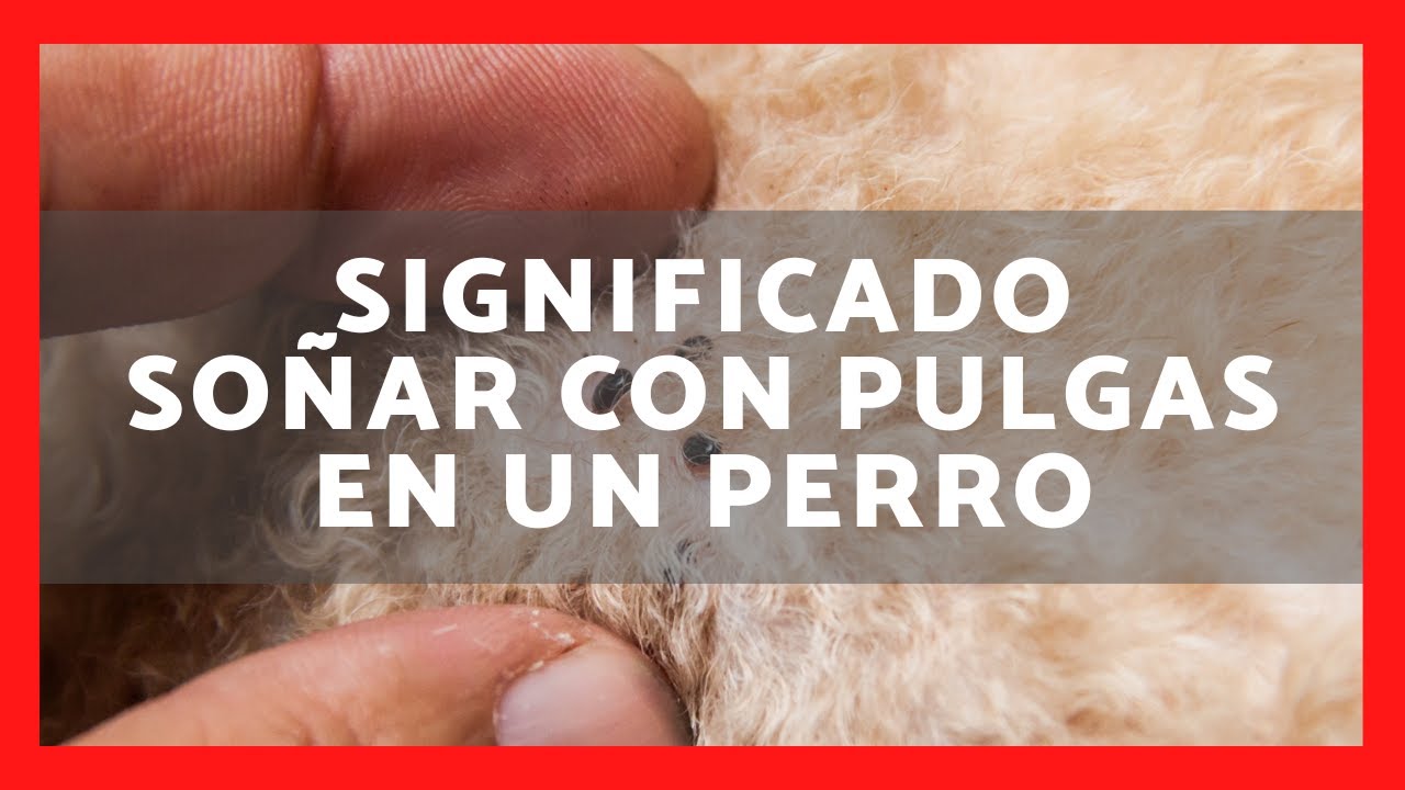 pulgas en un perro que significa este sueno