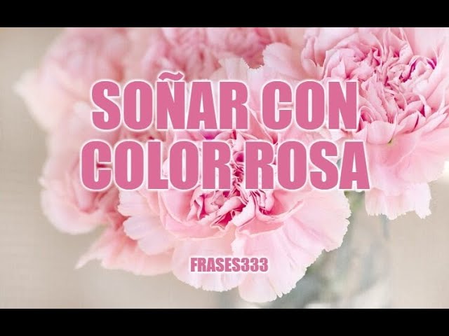 rosas rosadas un sueno lleno de amor y delicadeza