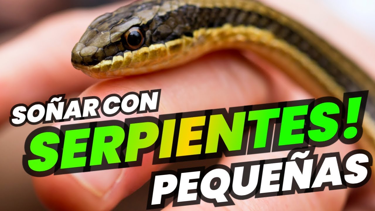 serpientes pequenas que significado tiene este sueno