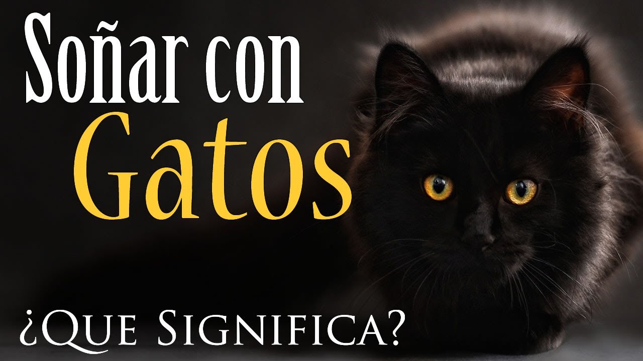 un gato sin pelo que significa este sueno