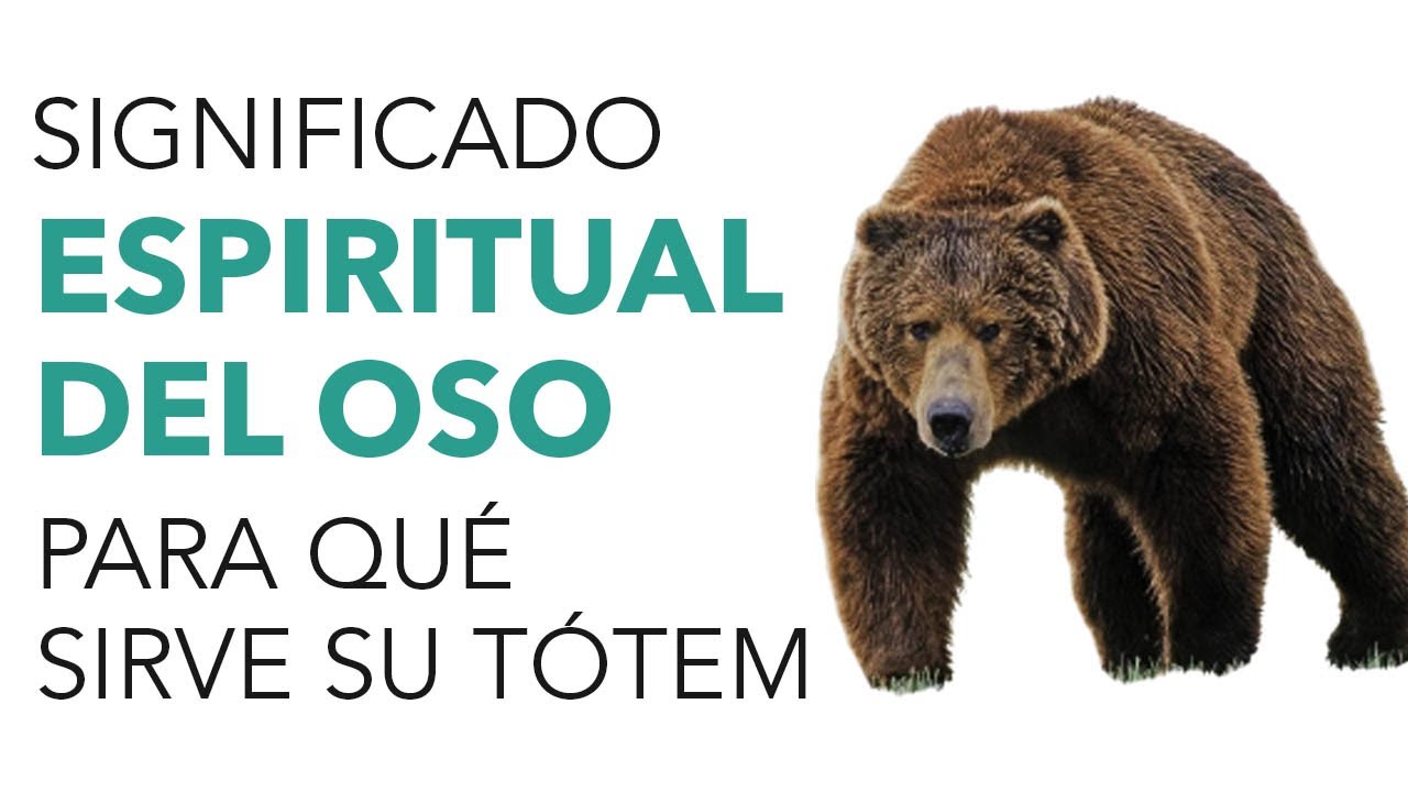 un oso polar significado y simbolismo