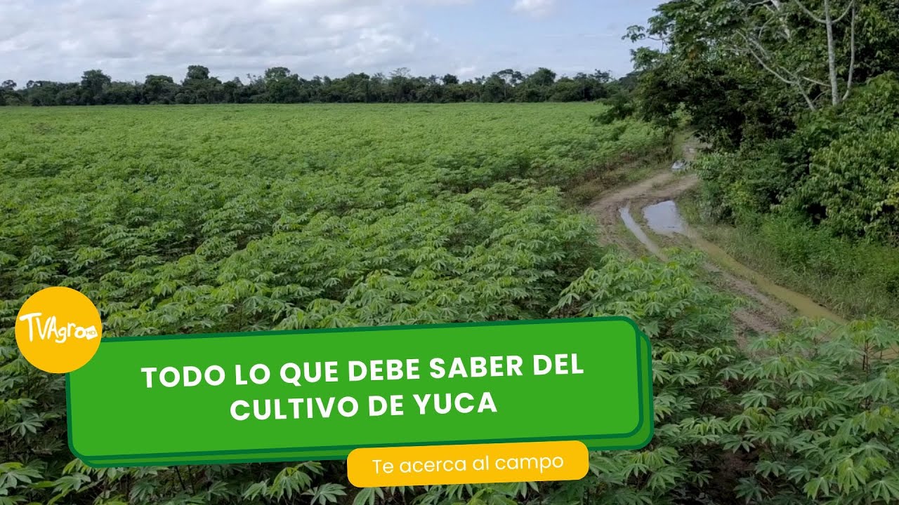 un prospero cultivo de yuca