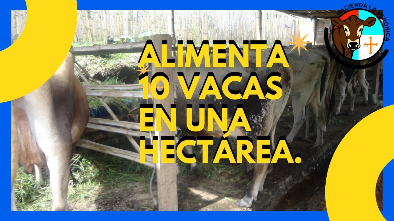 un rebano de 10 vacas