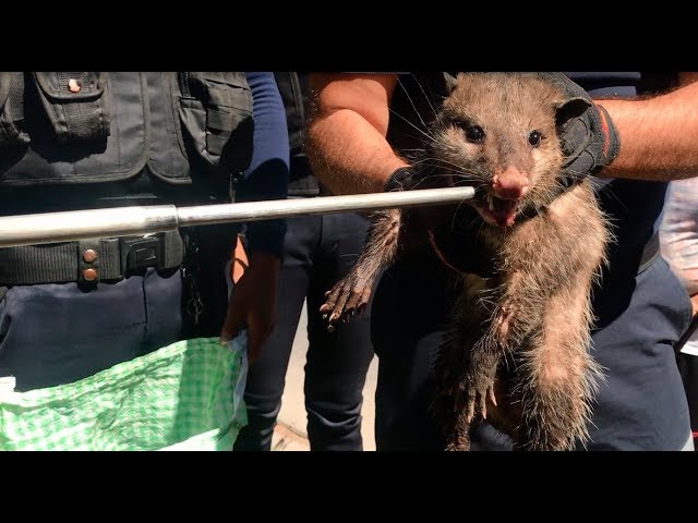 un tlacuache muerto
