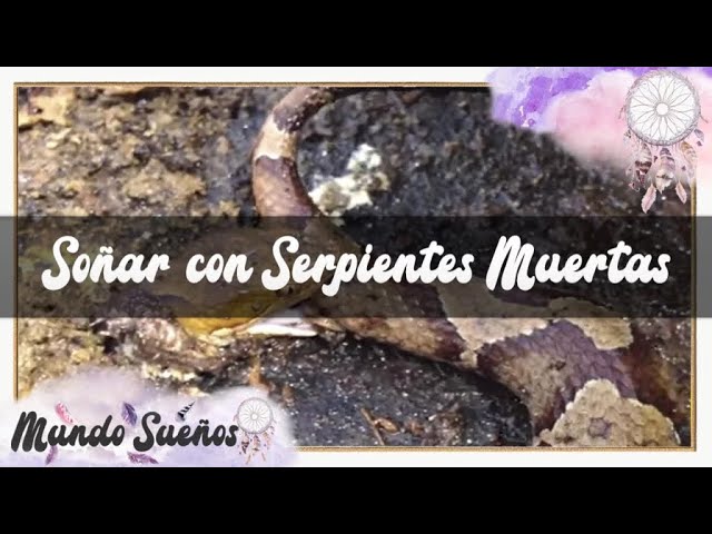 una cabeza de serpiente muerta que significa este sueno