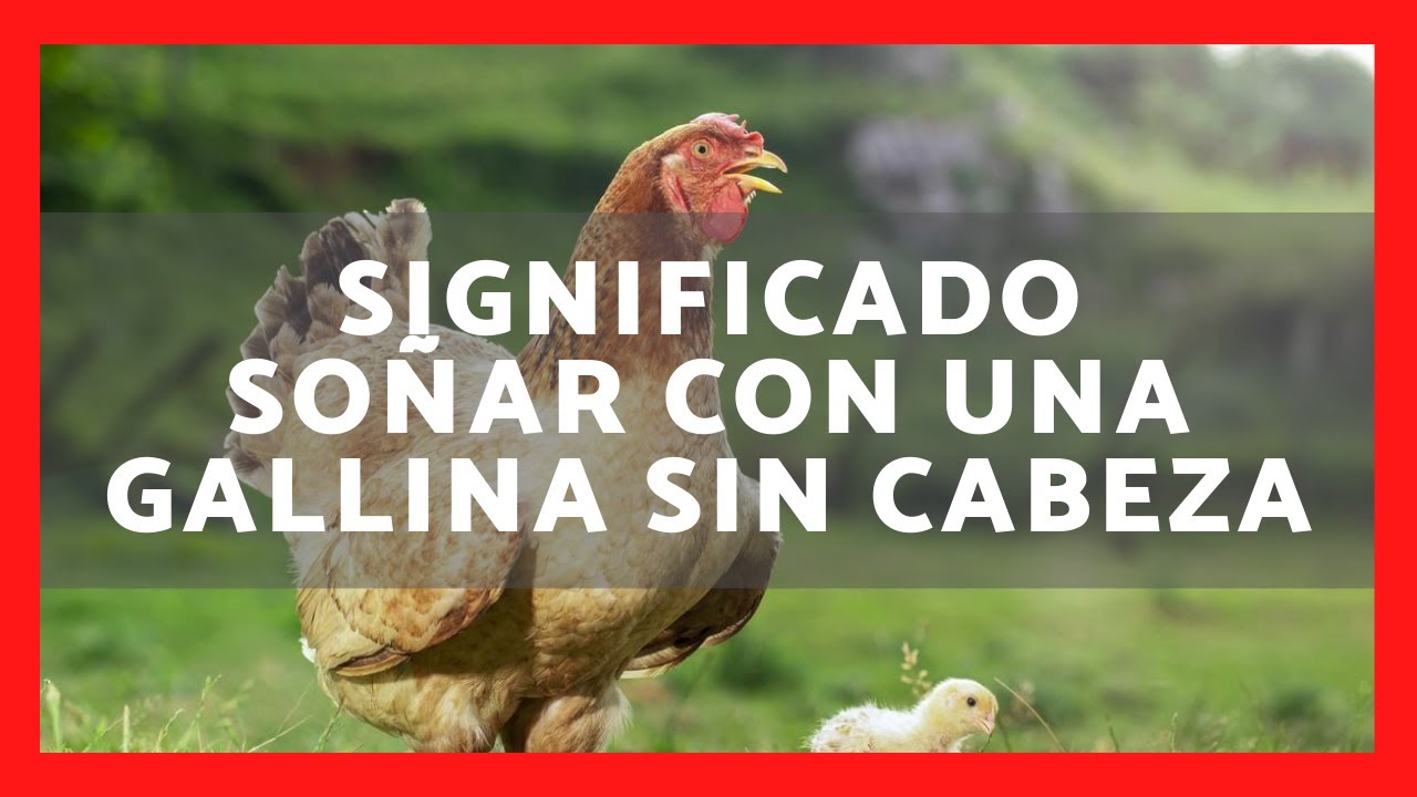 una gallina sin cabeza que significa este extrano sueno