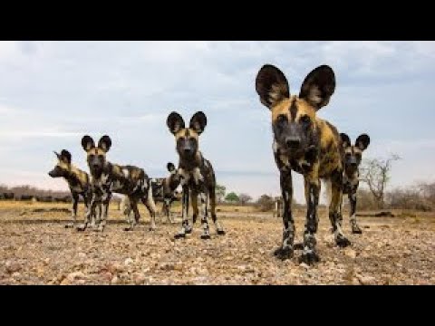 una manada de perros grandes