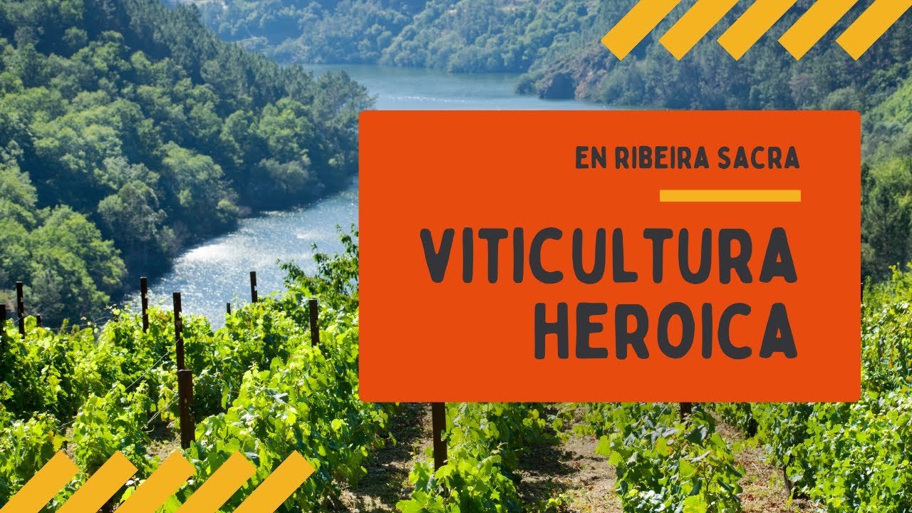 vinedos de uvas moradas una experiencia mistica y abundante
