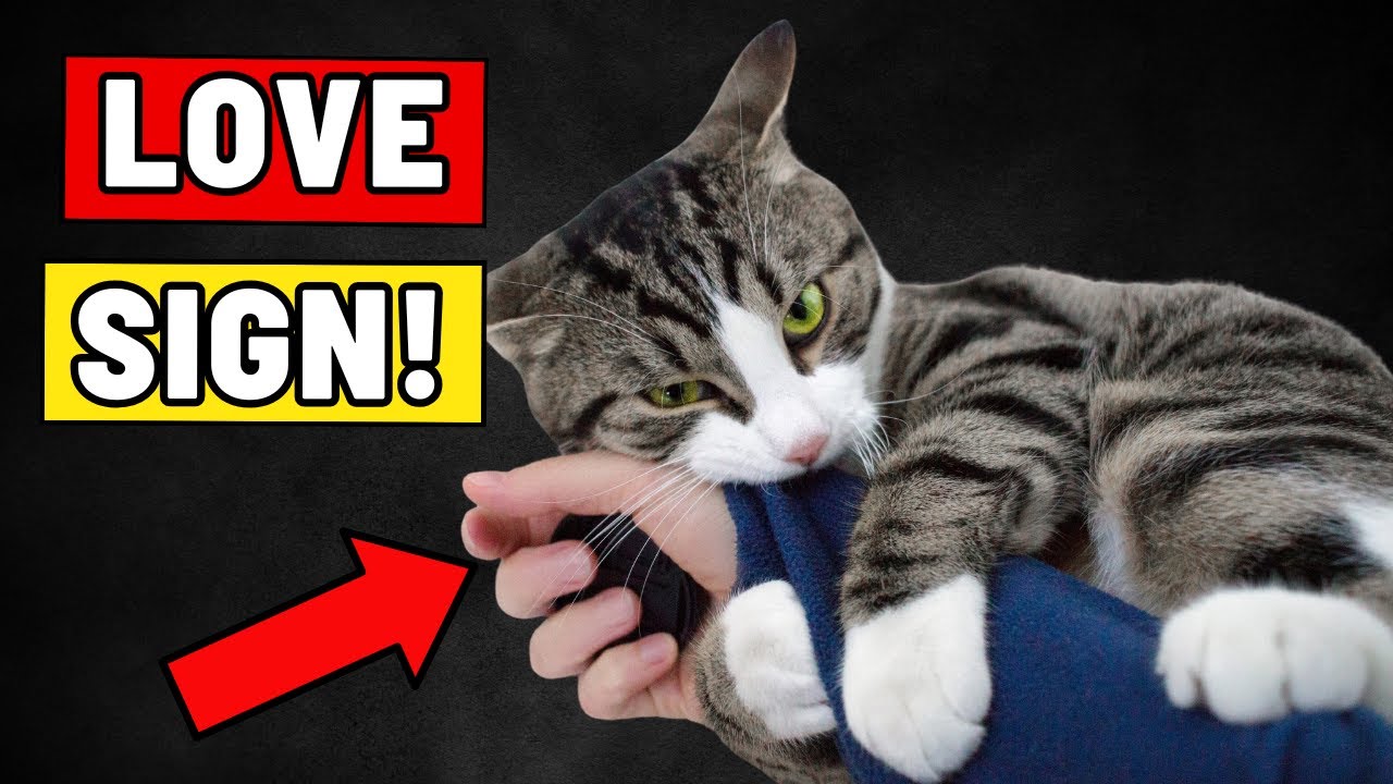 11 gatos una experiencia felina inolvidable
