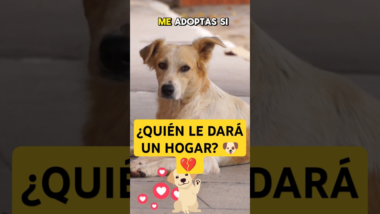 adoptar un perro una experiencia de amor y lealtad