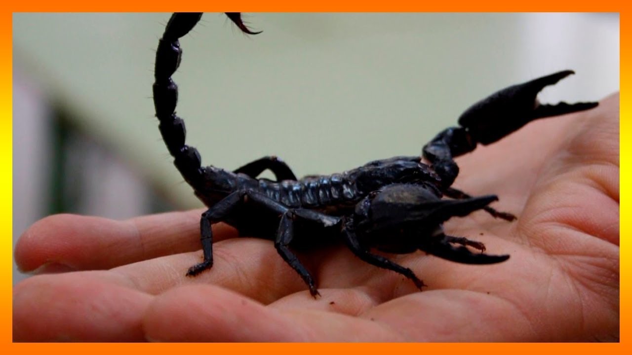 alacranes negros que significa este sueno