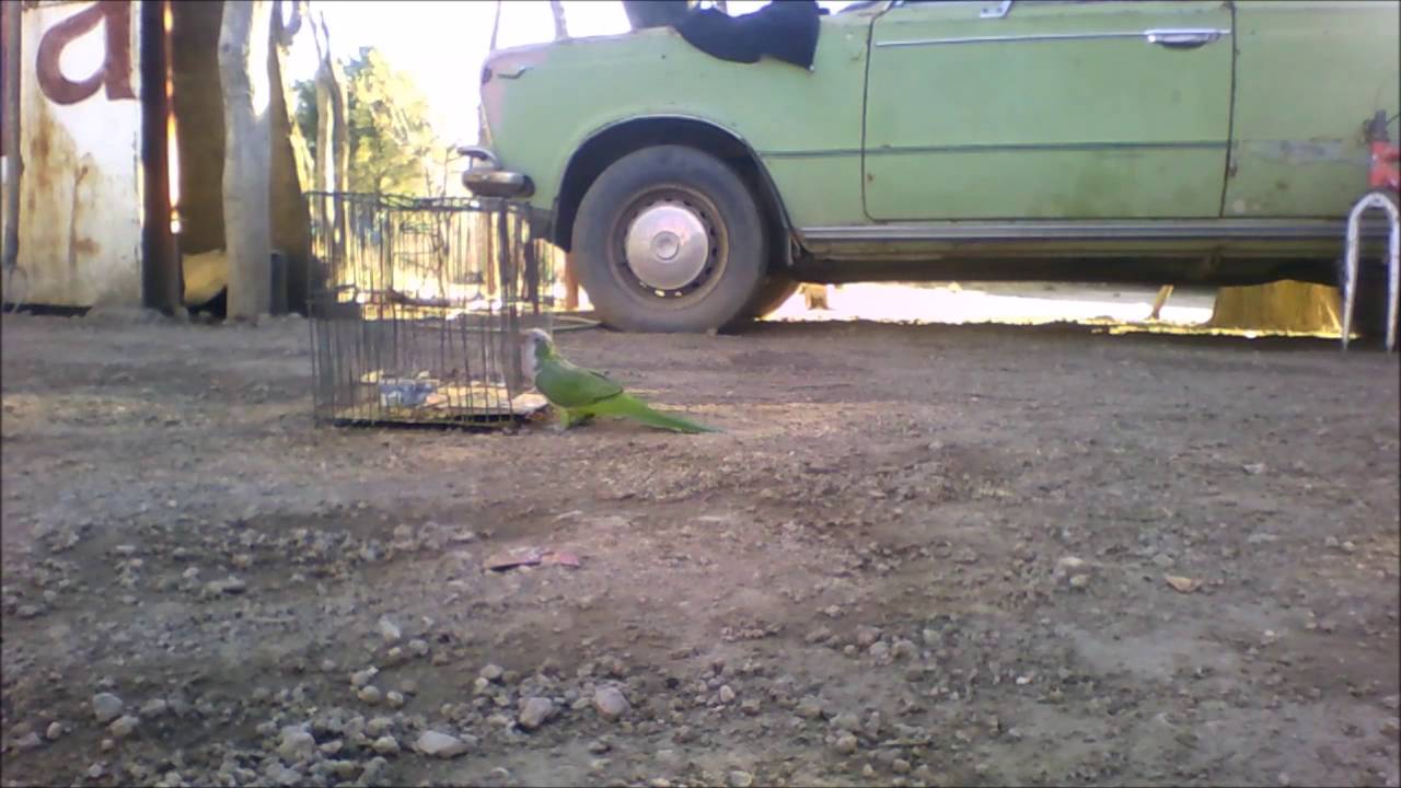 atrapar un loro verde una experiencia surrealista