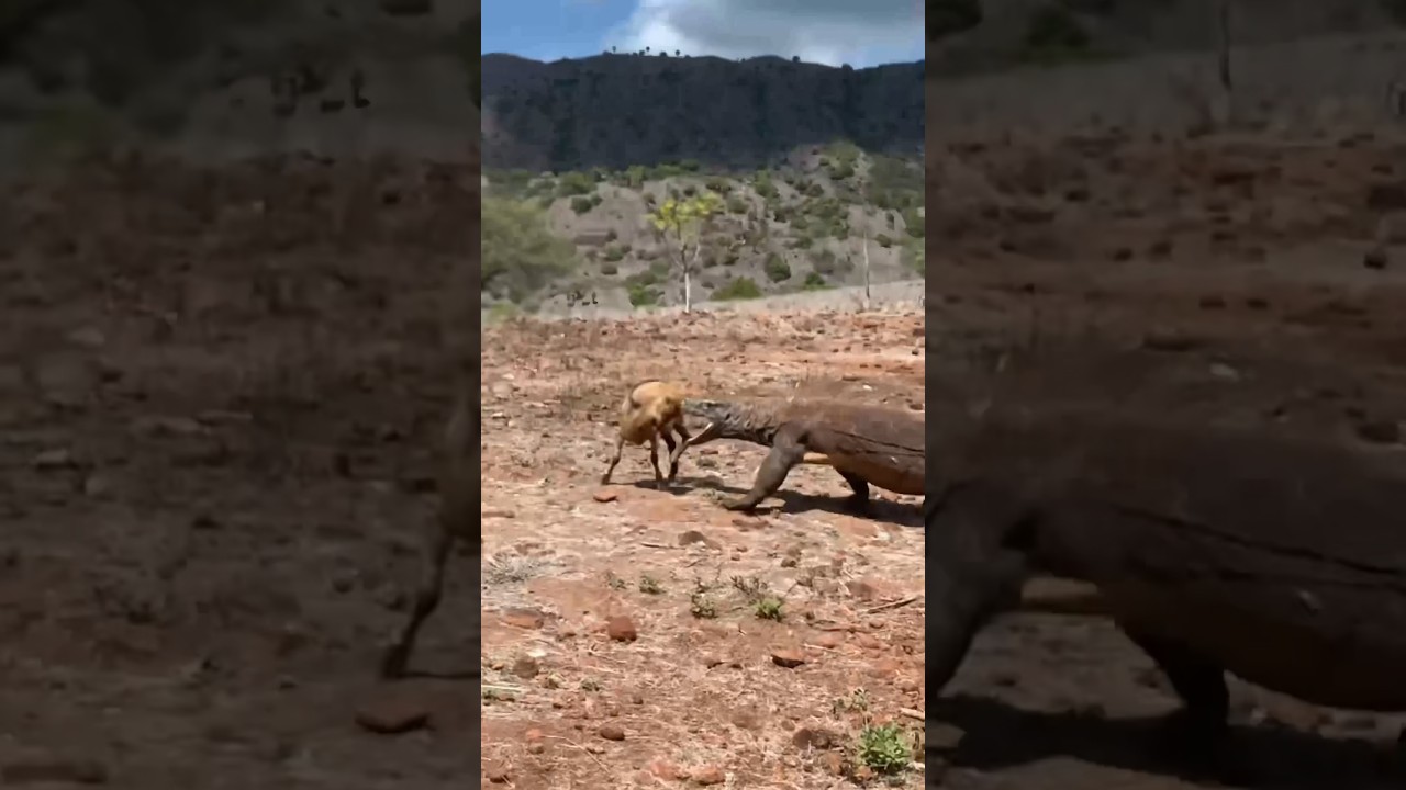 el majestuoso dragon de komodo blanco
