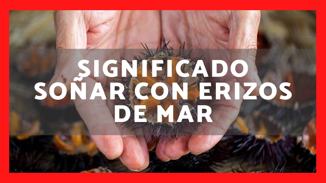 erizos de mar una experiencia maritima en tus suenos