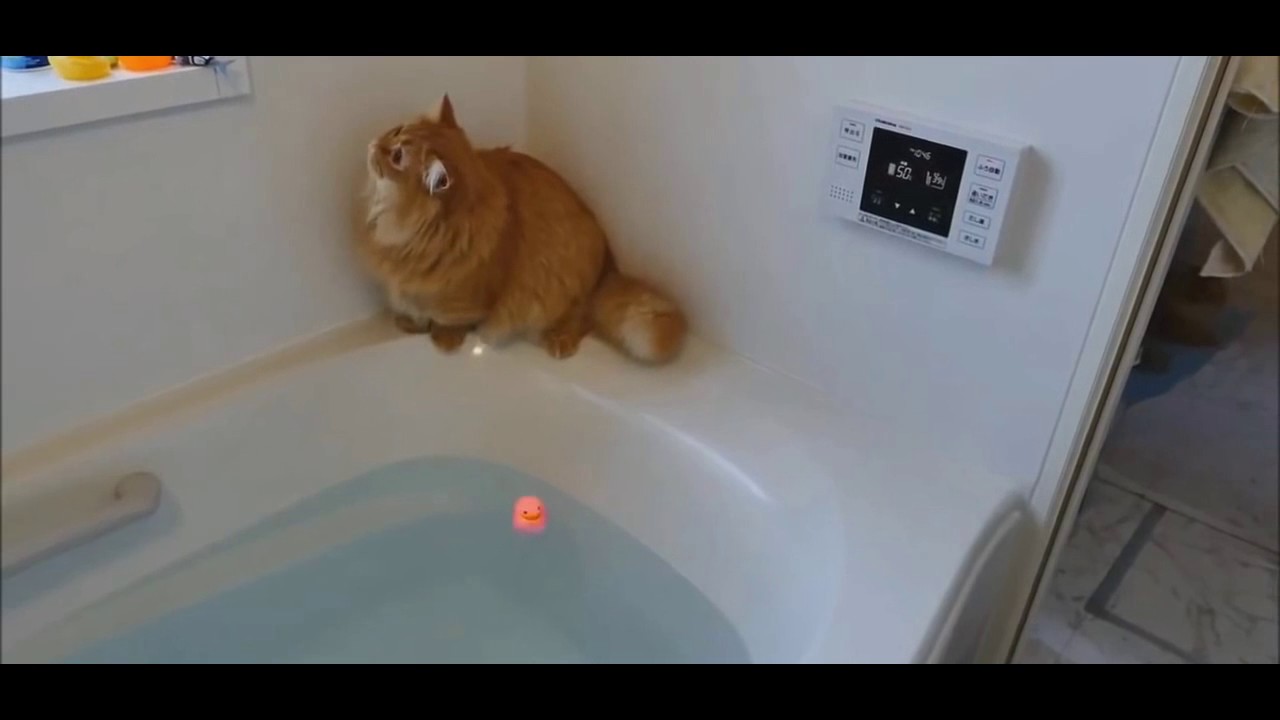 gatos bajo el agua una experiencia surrealista y misteriosa
