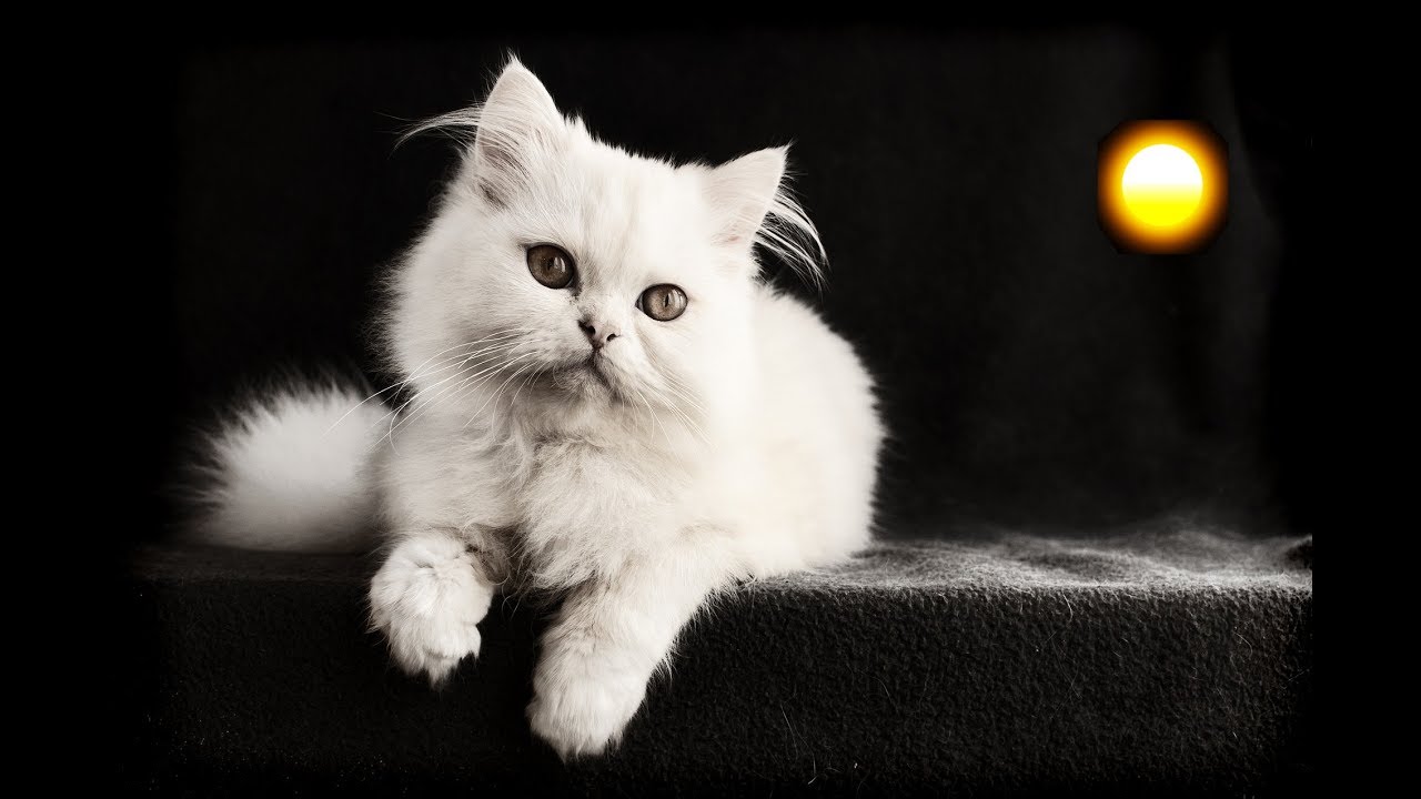 gatos blancos que significa este sueno