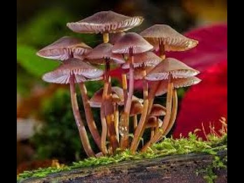 hongos explorando el mundo onirico de los hongos