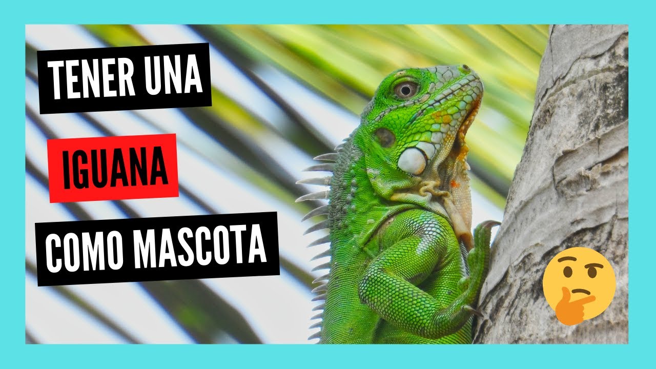 iguanas verdes una experiencia surrealista