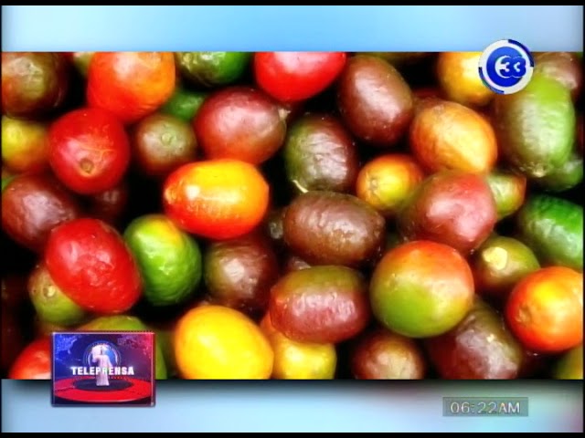 jocotes maduros y verdes un sueno de sabores y contrastes