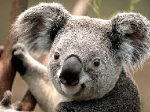 koalas una experiencia de conexion con la naturaleza