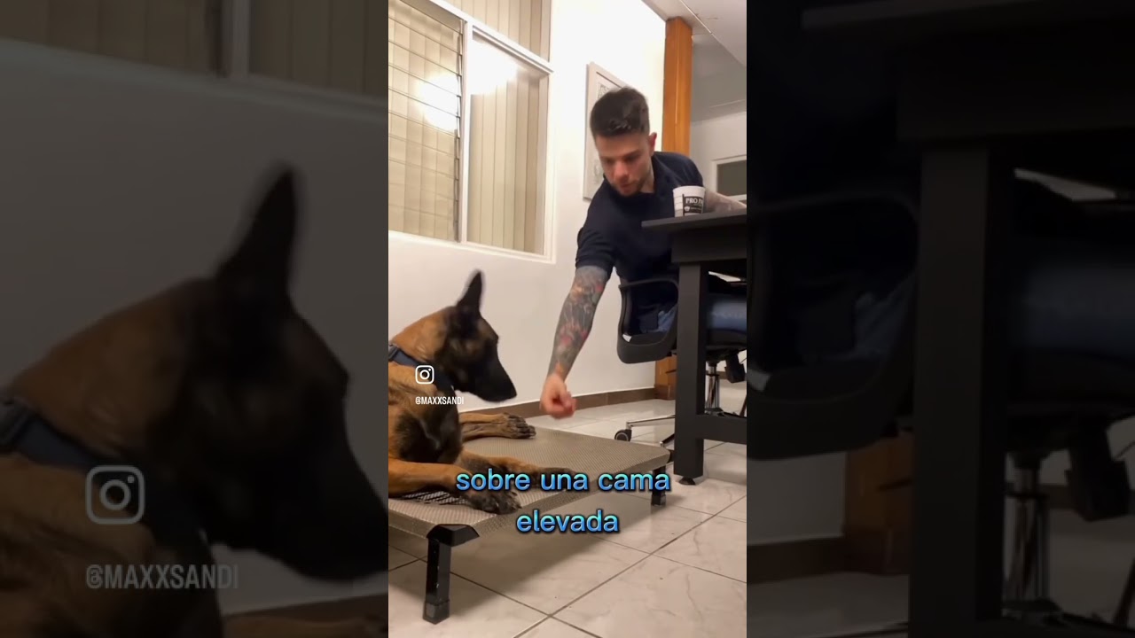 mi perro bajo la lluvia una experiencia onirica con emociones intensas